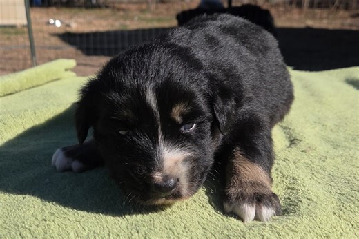 Kelsey - Australian Shepherd Puppy 9F2393