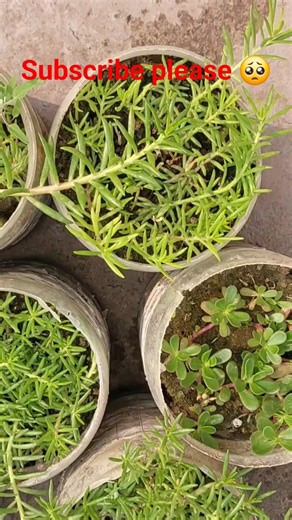 portulaca plant propagates easily from stem.it spreads quickly from cutting.