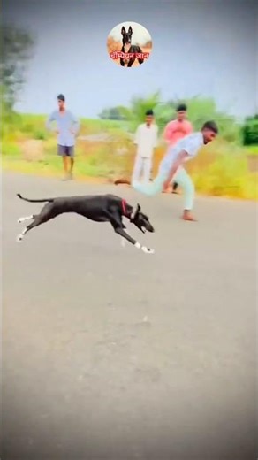 kolhapur dog race || dog res || Dog racing kolhapur || #shorts
