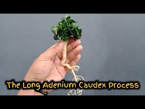The Long Adenium Caudex Process