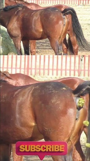 Horse Pooping Caught On Camera #animals #horselover #