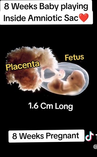 8 Weeks Pregnant: Fetus Movement in Amniotic Sac