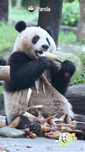 24K views · 688 reactions | Seeing the panda eating bamboo shoots immersively will work up an appetite. (Ji Fu) #HiPanda #CCRCGP #PandaMoment For more panda information, please check out: https://en.ipanda.com | iPanda | Facebook