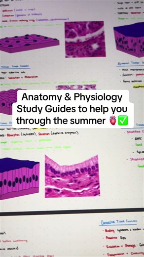 These anatomy and physiology study guides help you save hours of time figuring out how to make notes 🤩 #fyp #anatomy #physiology #anatomyandphysiology #nursing