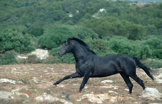 Menorquin Horse Info, Origin, History, Pictures