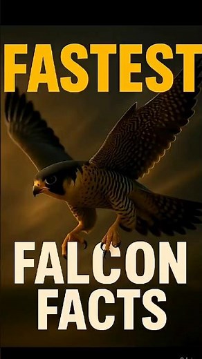 The Fastest Hunter on Earth: Peregrine Falcon Facts 🦅🔥