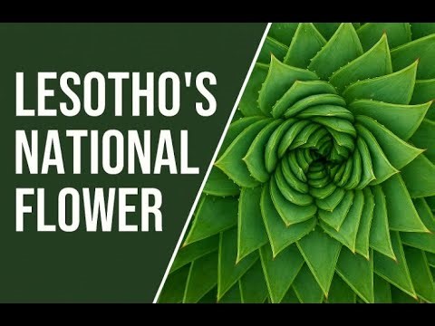 Lesotho’s Spiral Aloe: Geometry, Healing, and Legacy in Bloom #Lesotho #SpiralAloe #NationalFlower