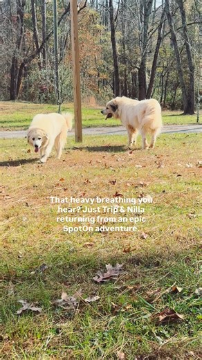 3K views · 12 reactions | While I sit in a chair and relax knowing they are in the “boundary” I set for them with the gps virtual fence system with @spotonfence . . .#greatpyreneesofinstagram #greatpyrenees #dog #dogsofinstagram #spoton | Triple Brook Farm | Facebook