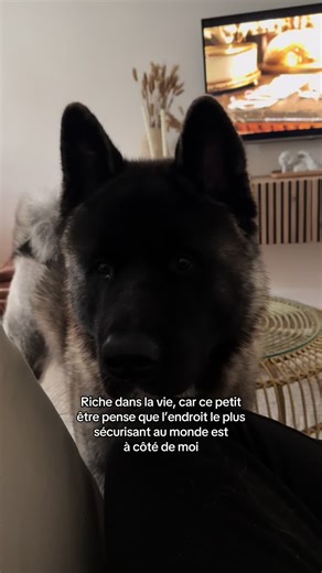 Mon médicament #chien #akitaamericain #akita #trend #dog