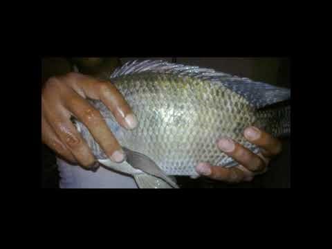 Calm Fishing Preparation | Installing Float Swivel”