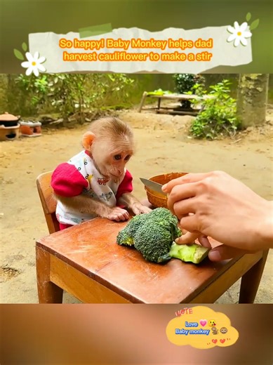 So happy! Baby Monkey helps dad harvest cauliflower to make a stir #monkeys #animals #pets #babymonkey #monkey