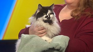 Meet Sasha! She's today's Pet of the Week. Find out how you can adopt this incredibly sweet and friendly 4-year-old during our noon newscast. >>http://kiro.tv/LiveNews | KIRO 7 News