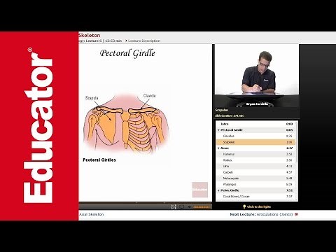 Appendicular Skeleton
