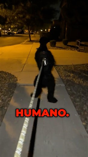 The human dog that was caught on camera💀 #dogs #pets #human #humandog