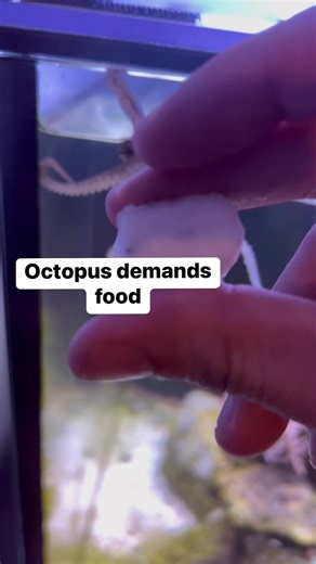 1.2M views · 12K reactions | This piece of shrimp is larger than I would usually give her. But I expect the starfishes and lucky the fish to eat whatever she doesn’t. #thereefdoc #byrdietheocto #Octopus #pet | The Reef Doc | Facebook