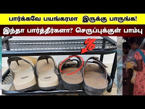 Snake in a shoe | This place is scary to see! | Snake_Saga