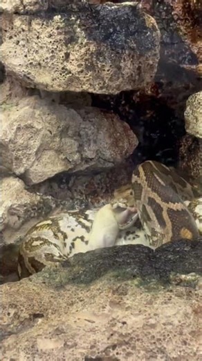 Snake eating a mouse