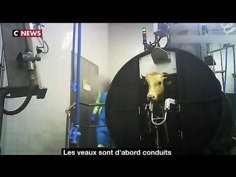 Dordogne : un abattoir de veaux dans le viseur de L214