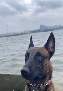 Nothing compares to dogs' loyalty ❤️ | PittBulls | Facebook