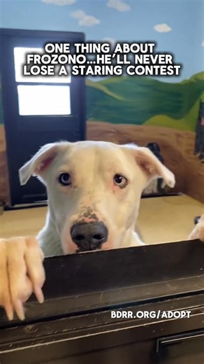 One thing about Frozono is he’ll never lose a staring contest 👀🐾⁠ Meet Frozono, a stunning 3-year-old Husky Shepherd mix. He’s smart, social, and affectionate, with a sweet combination of active fun and laid back affection. Frozono is deaf, but that doesn’t slow him down. He communicates with love and enthusiasm, and his goofy personality shines through every interaction.⁠ ⁠ He loves his toys, enjoys being included in the fun, and absolutely lights up during water splash time, which always bri