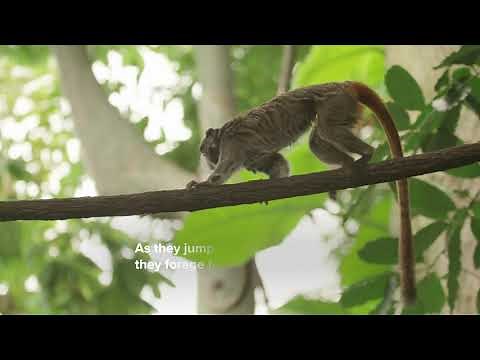 Emperor Tamarins at Amazonia