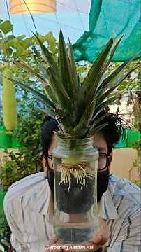 Super easy to grow pineapple at home || Grow pineapple from crown