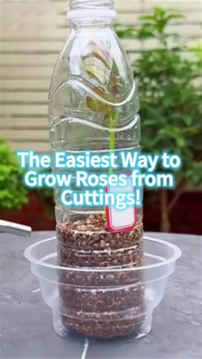 How to Grow Roses from Cuttings Easily