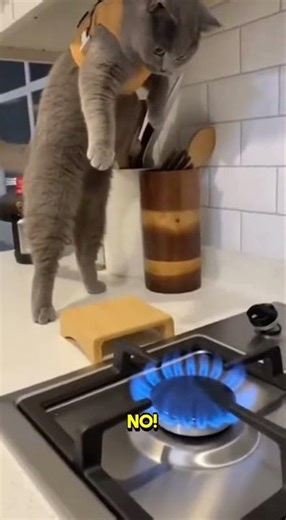 Stove Repair Cat Goes Viral!