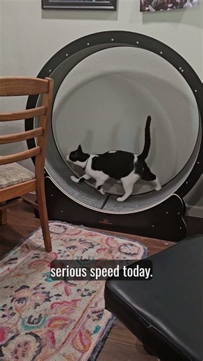 Henry the cat shows off his wheel skills #cat #catwheel #impressive