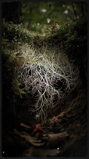 330K views · 15K reactions | The Mycelial Network: Nature's Internet... | Thehiddenfact4u | Facebook