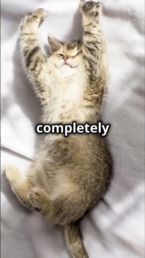 😴 What Your Cat’s Nap Position Really Means! 🐱✨