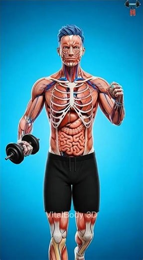 What Happens During 30 Minutes of Exercise 💪 (Body Transformation!)