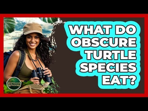 What Do Obscure Turtle Species Eat? - Reptilian Wonders
