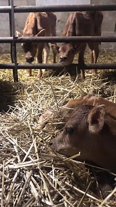 27 reactions | Come visit us for some Jersey calf love! We are bursting with Spring babies! | Peaceful Hills Farm | Facebook