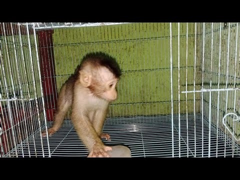 BERUK CIKA WAS TOLD TO GO OUTSIDE. In fact, he had a lot of behavior