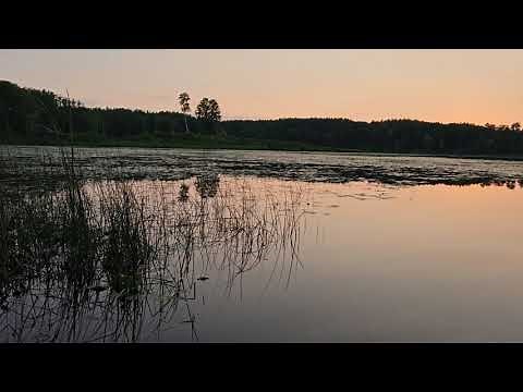 One of Minnesota's Best Sounds: Beautiful Loon Calls on a Lake on a Peaceful Summer Evening