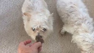 We just launched our Chicken and Beef Jerky treats and dogs everywhere are LOVING them. Even the pickiest of dogs are begging for more. 100% made in USA, and absolutely NOTHING artificial! Our customer made this video for us, checkout how happy her dogs are! Interested? Check them out. | The Dog Bakery