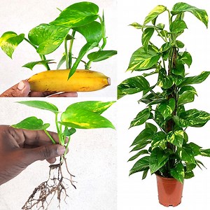 126K views · 2.9K reactions | Money Plant New Growing Ideas // Money Plant Decoration Style // Planting Ideas at Home | Rana Craft | Facebook