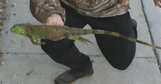 South Florida’s cold snap has lizards falling from trees