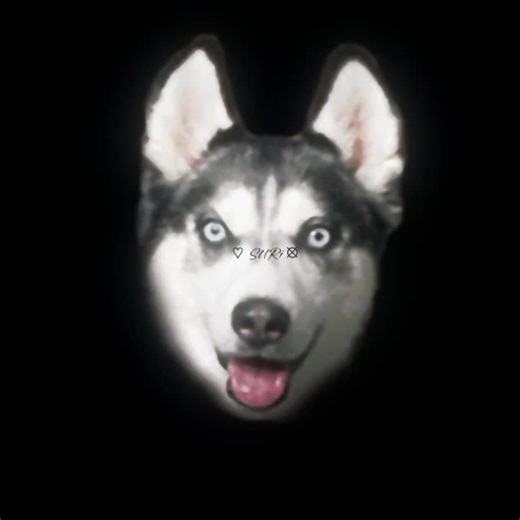 Creepy Smiling Dog Tales: Unearth the Mystery