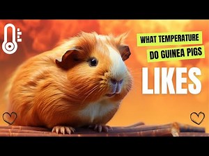 What Temperature Do Guinea Pigs Like