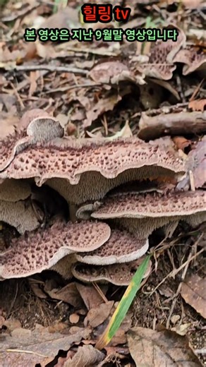 The best string mushrooms on earth!!