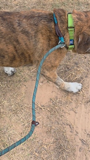 4.7K views · 625 reactions | One day I'll get to run again. Until then, color me blue. | Gus' Journey | Facebook