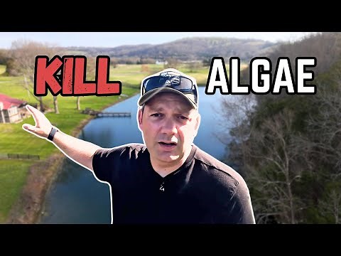 How To Kill Pond Algae - Cheap and Simple Steps