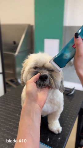 Grooming the round head on a Lhasa Apso