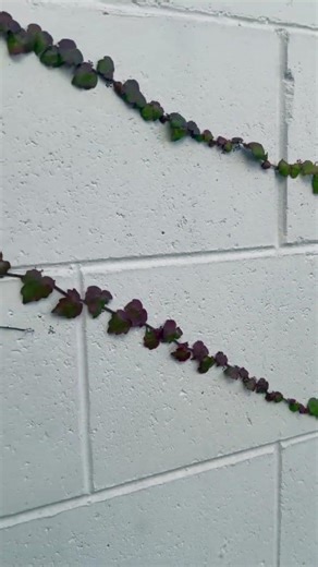 Mystery of plant branch bifurcation