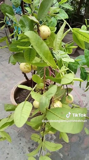 How To Grow Guava | Gardening with jamshed khan #gardening #foryou #fypシ #amroodtree #gardeningwithjamshedkhan