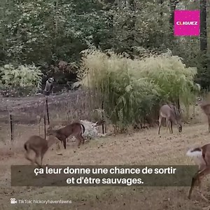 Dans ce refuge, ils ont commencé par sauver un faon, mais, au fil des jours, ils se sont retrouvés avec une dizaine. C'est un excellent exemple car ils parviennent à rendre la santé à de nombreux petits. | Social