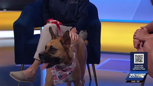 Finn, bulldog mix, looking for forever home | Haystack News