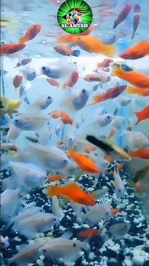 fish tank setup sinhala #fish #short #Sl_Anush #plants #beatifulfish #aquarium